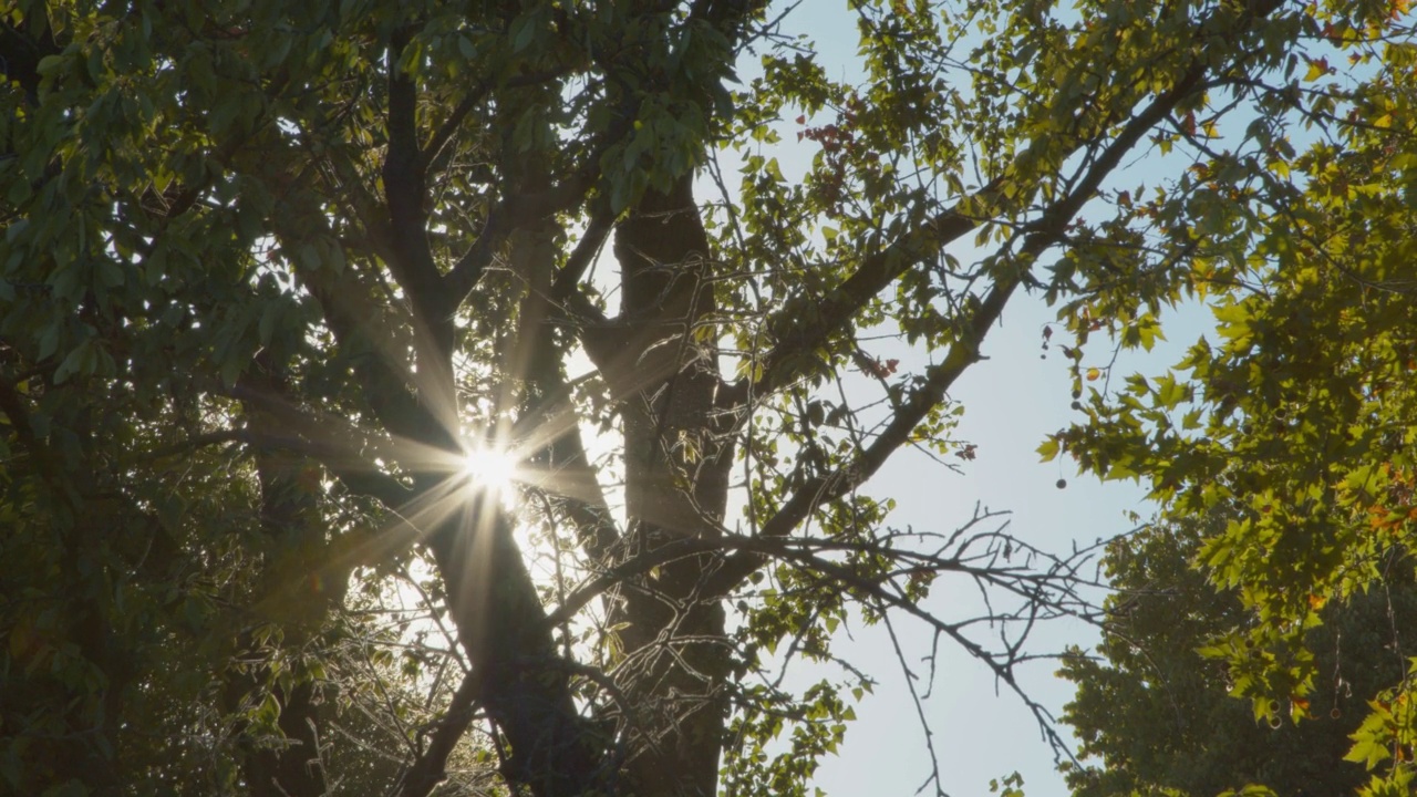 树与早晨的阳光和阳光视频下载