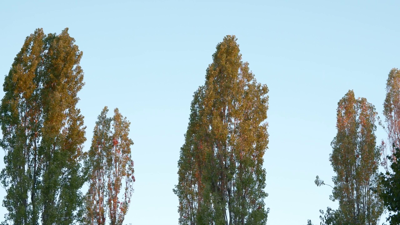 晨光洒在蓝天下的树上视频下载