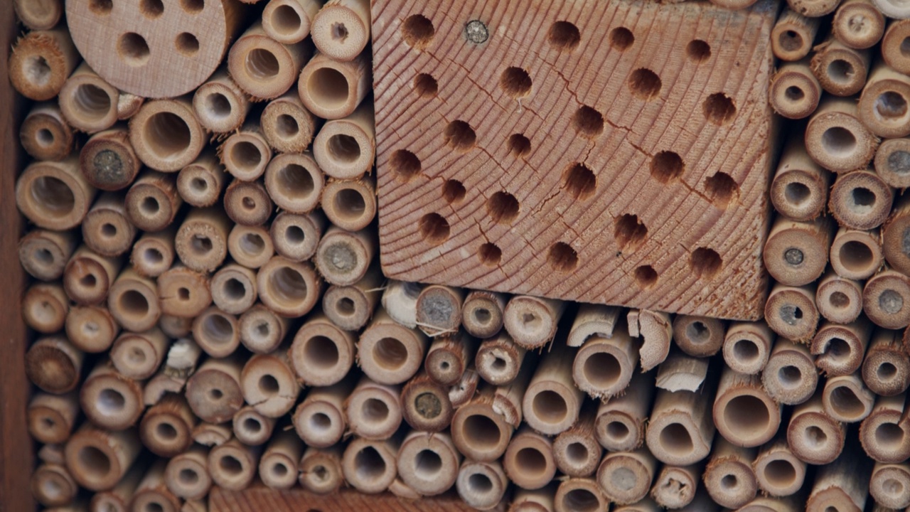 养蜂木雕，倾斜视频下载