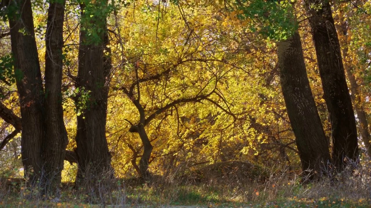 美丽的自然，秋天的风景-明亮的阳光在森林，黄色的树叶和树木视频素材