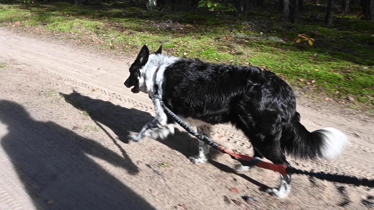 狗(边境牧羊犬)和别人一起走在乡村小路上。视频下载
