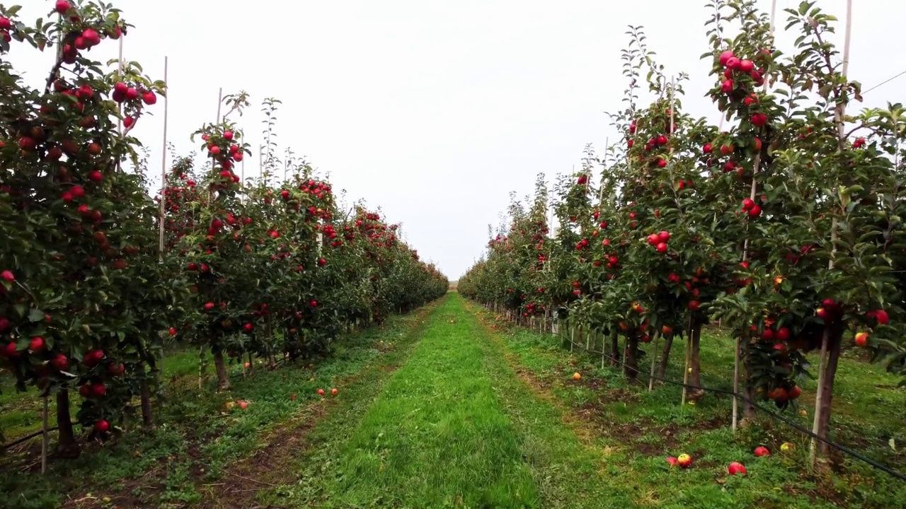 一排排结着红色有机果实的苹果树。收获的季节,秋天视频下载