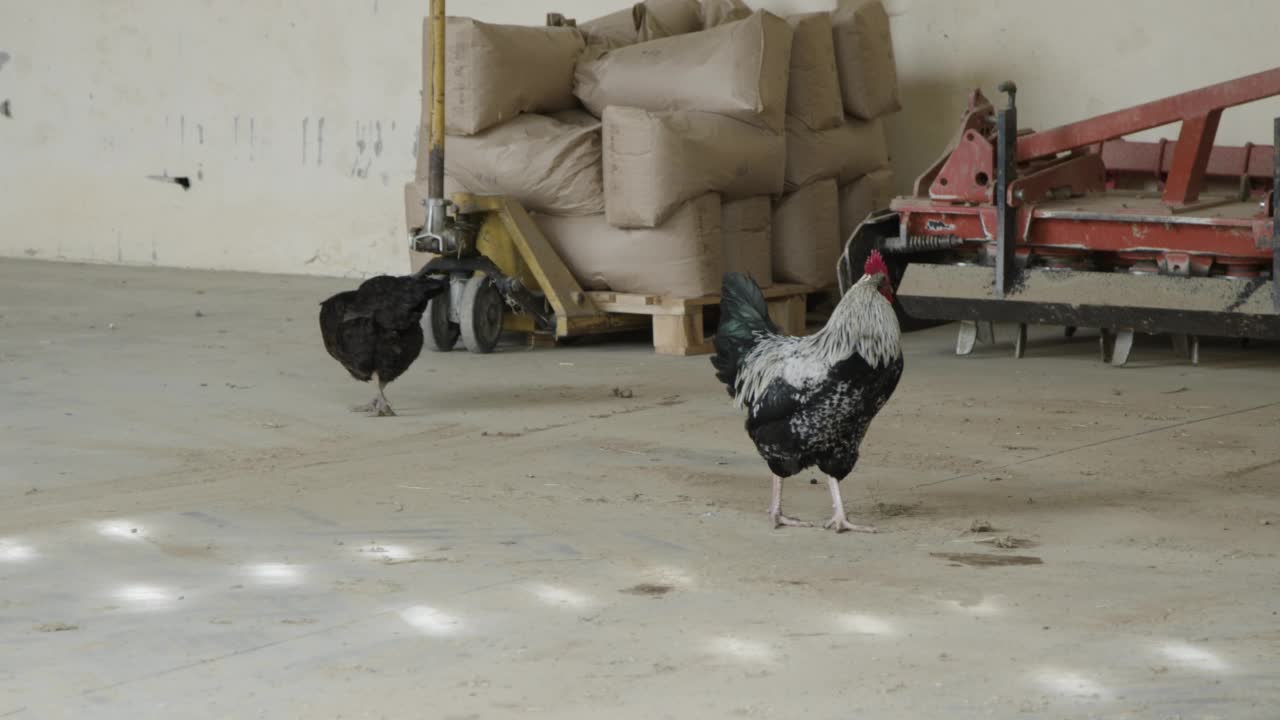 公鸡在农业仓库里散步视频下载