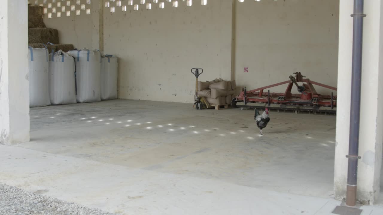 公鸡在农业仓库里散步视频下载