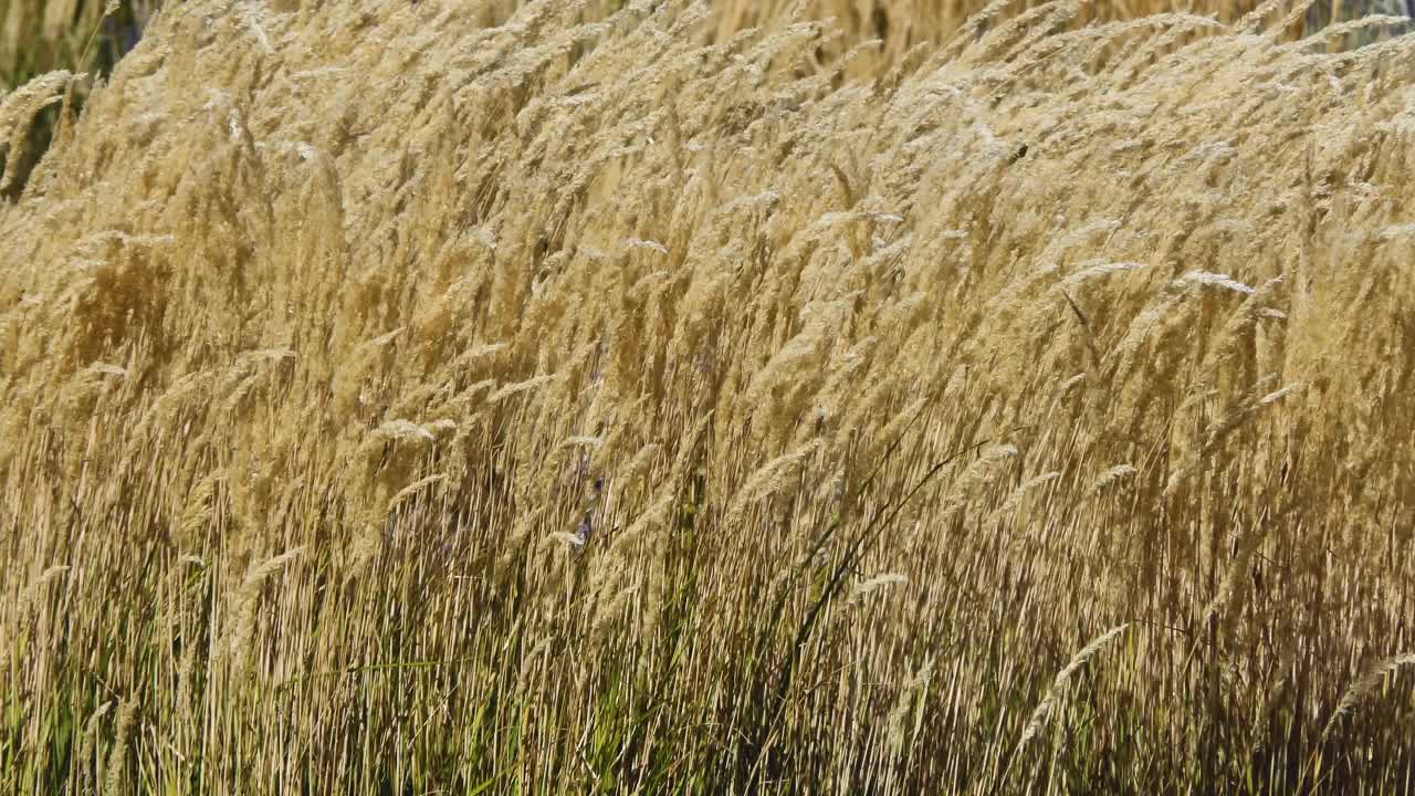 高高的金色小麦在微风中摇曳视频下载