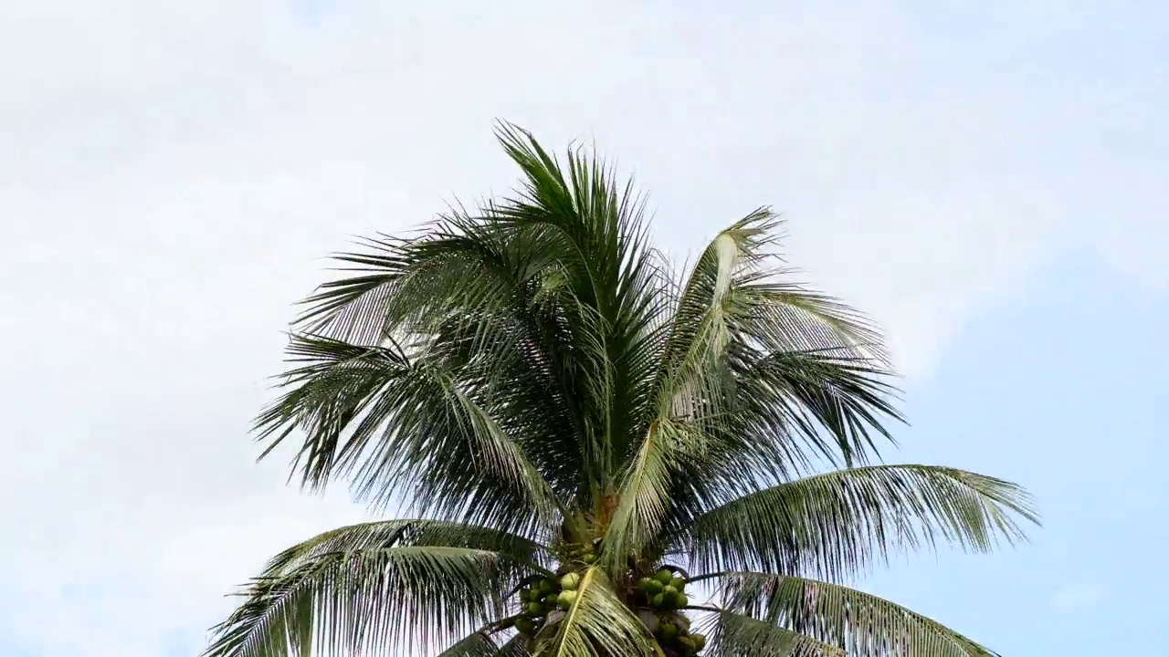 时光流逝的椰子树与蓝天白云，自然背景椰子树在风中飘扬。视频下载