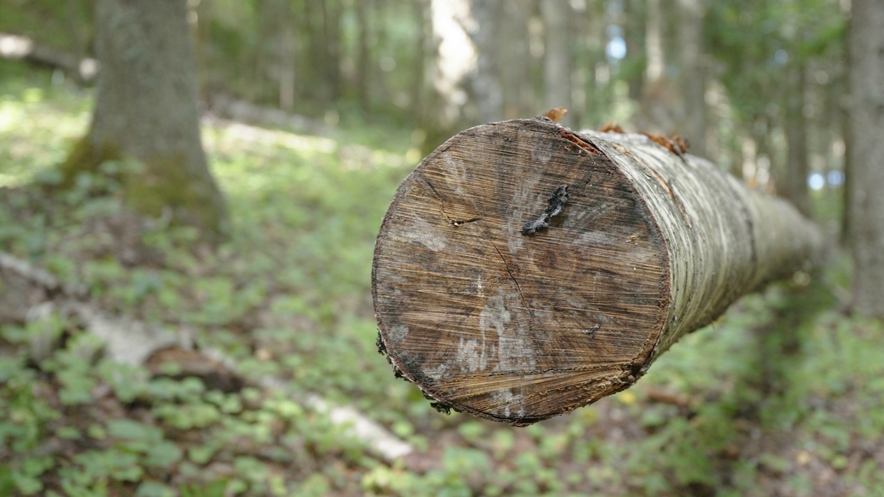 爱沙尼亚桦树砍下的原木边缘视频下载