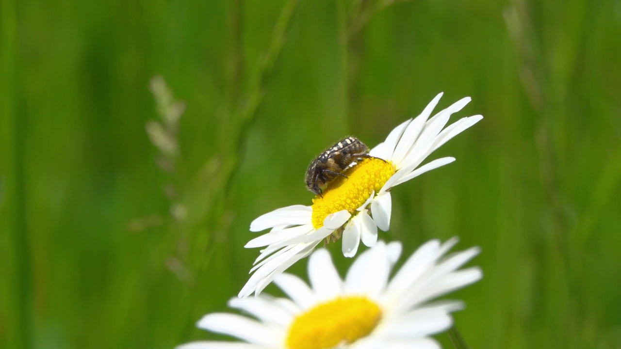 一只甲虫在雏菊上收集花蜜和花粉。视频素材