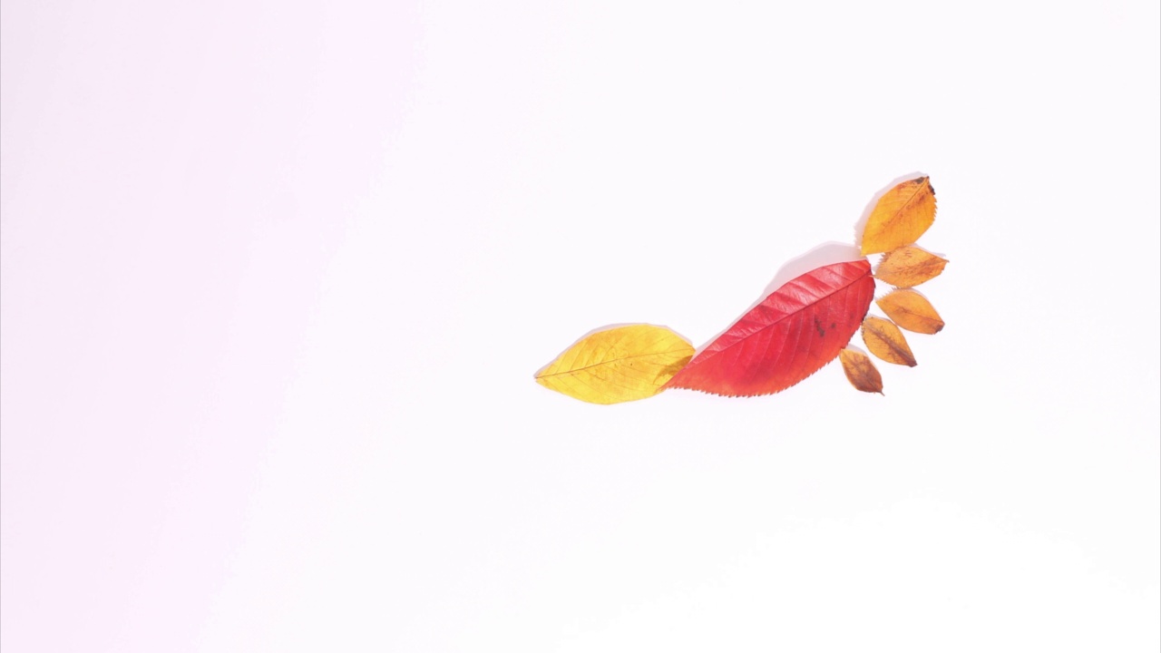 定格动画从秋天的黄红落叶和树叶的脚印视频下载