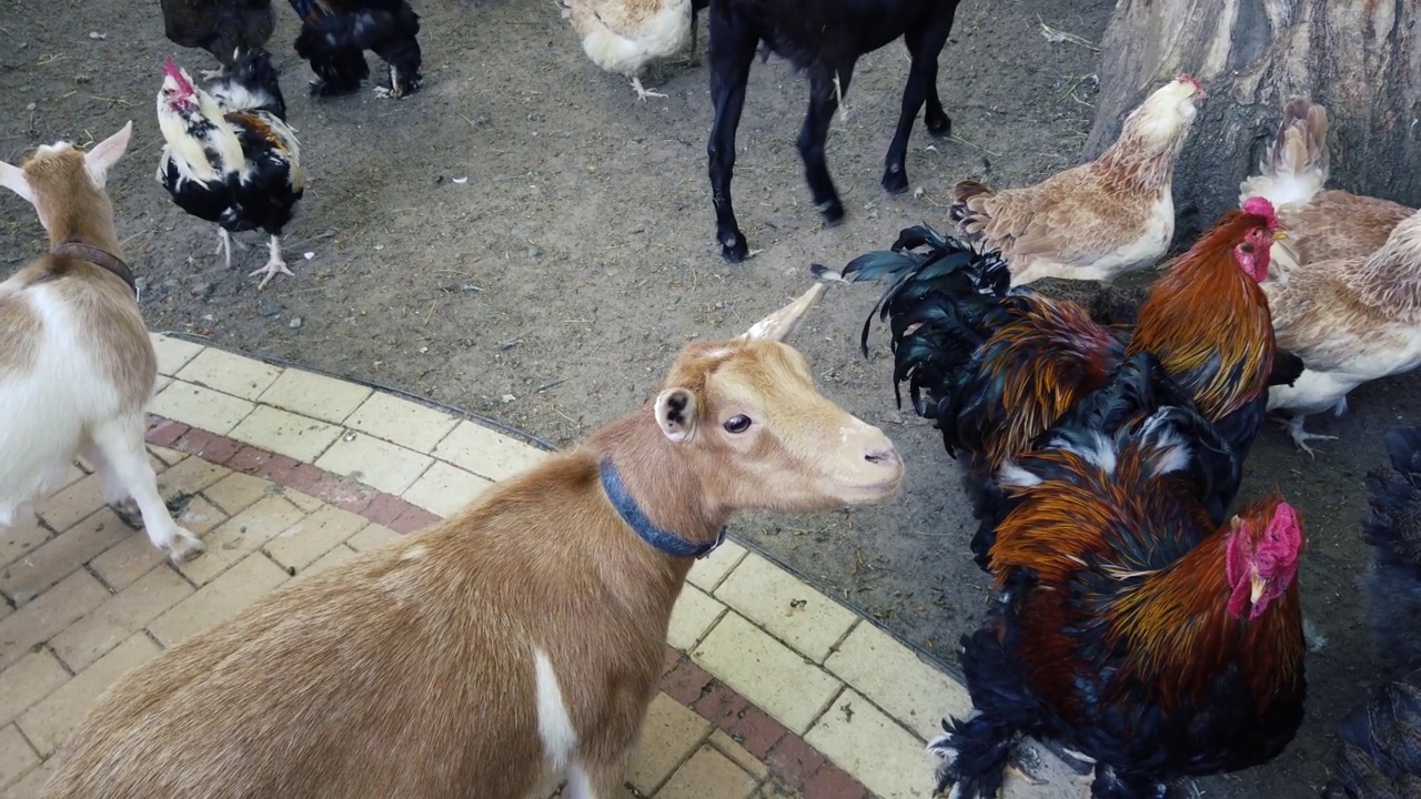 动物家禽的院子。山羊和鸡在院子里走来走去。视频素材
