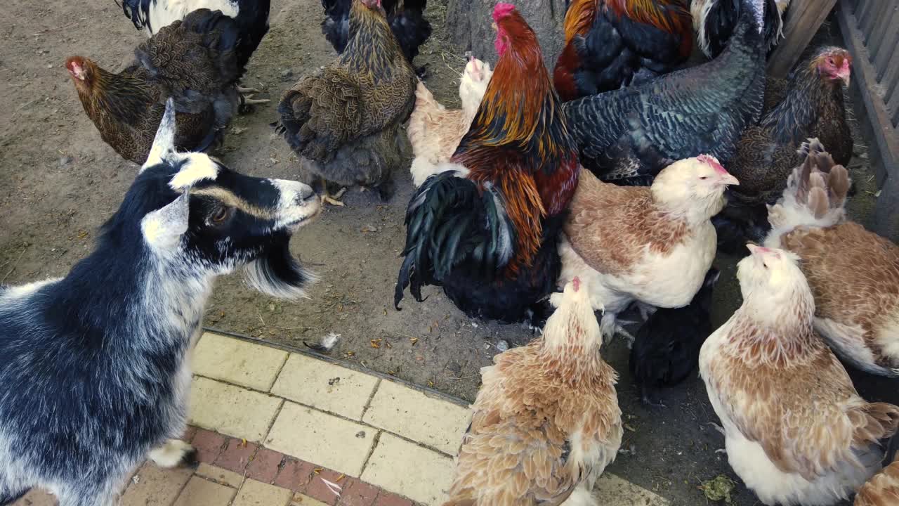 动物家禽的院子。山羊和鸡在院子里走来走去。视频素材