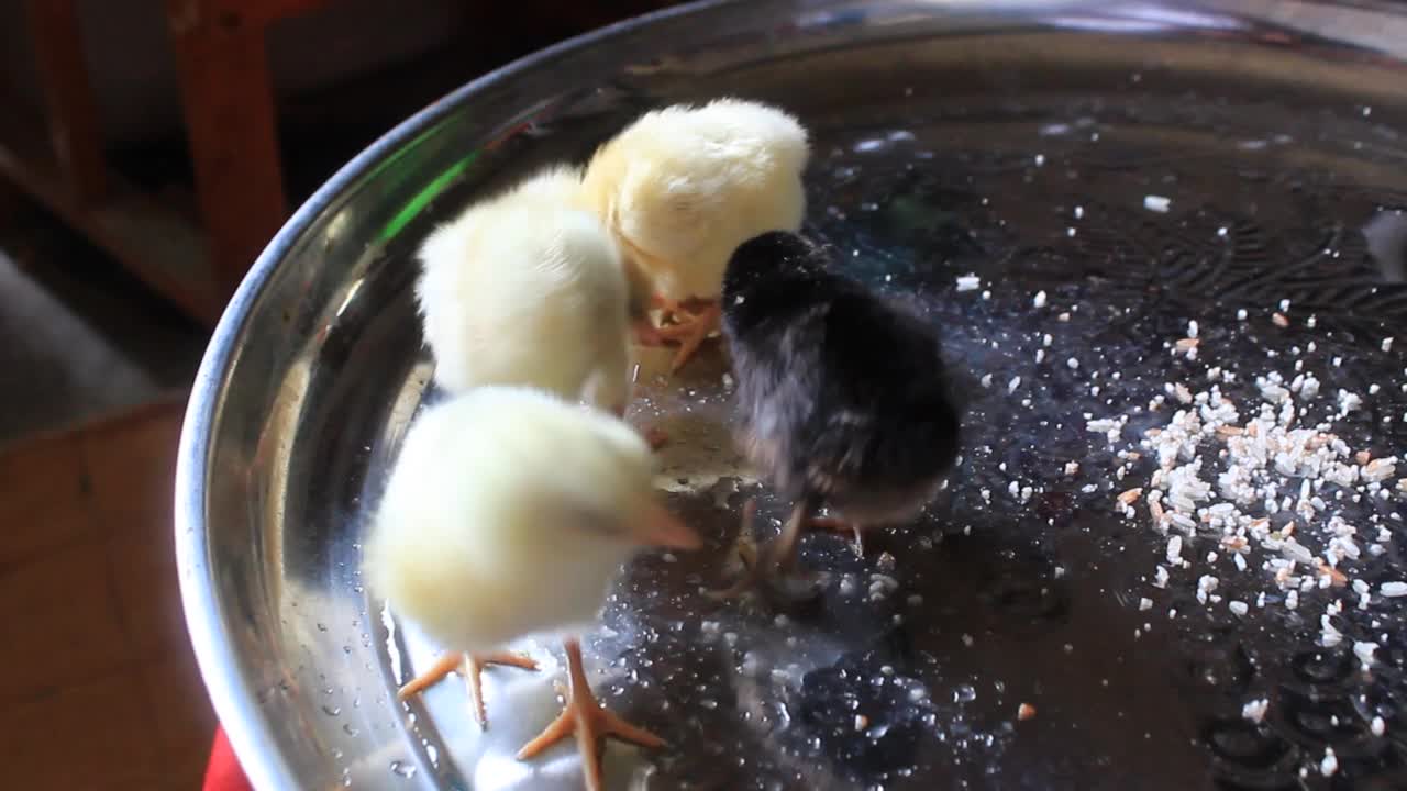 喂食时间的小小鸡在盘子上视频下载
