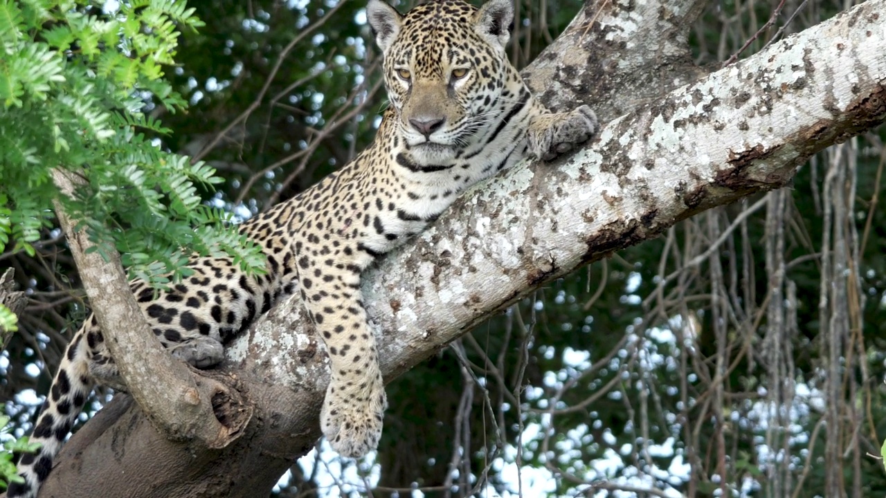 巴西潘塔纳尔，一只美洲虎躺在树枝上舔着它的爪子视频素材