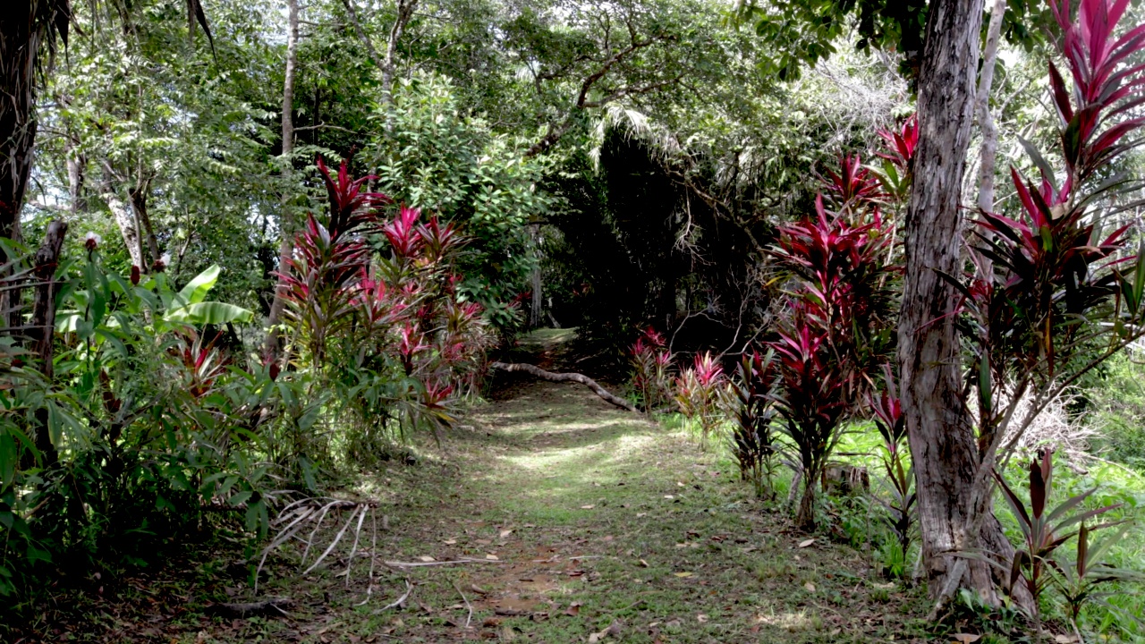 哥斯达黎加丛林中的热带植被视频下载