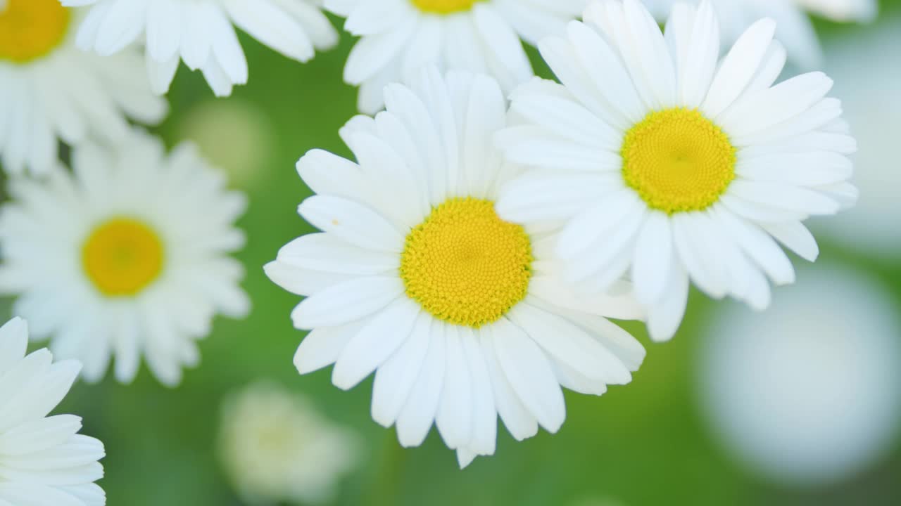 雏菊白色的黄眼花在夏日的草地上随风摇曳。白色和黄色的花。关闭了。视频素材