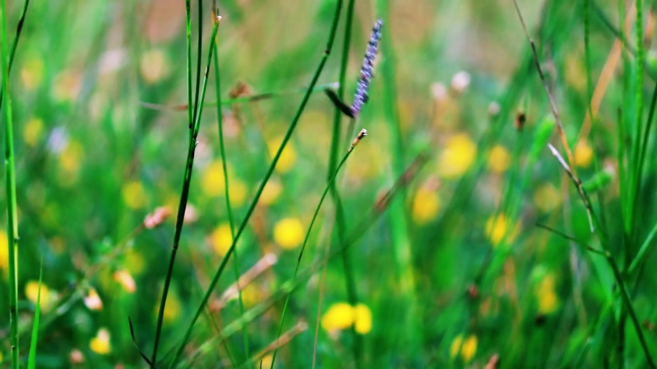 草地的彩色背景视频素材