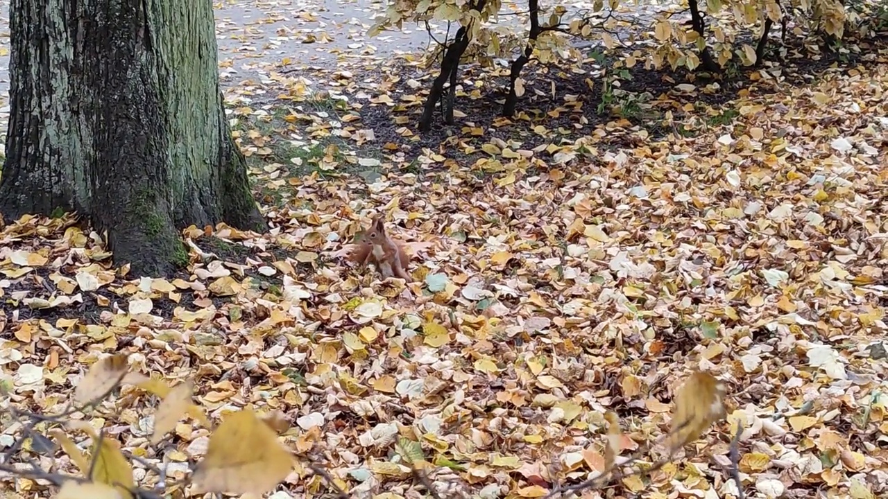 公园里的一只红松鼠穿过树叶爬上了树视频素材