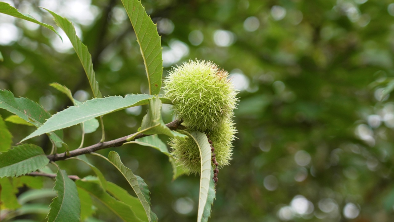 香甜的栗子树，有刺的成熟可食用的绿色果实视频素材