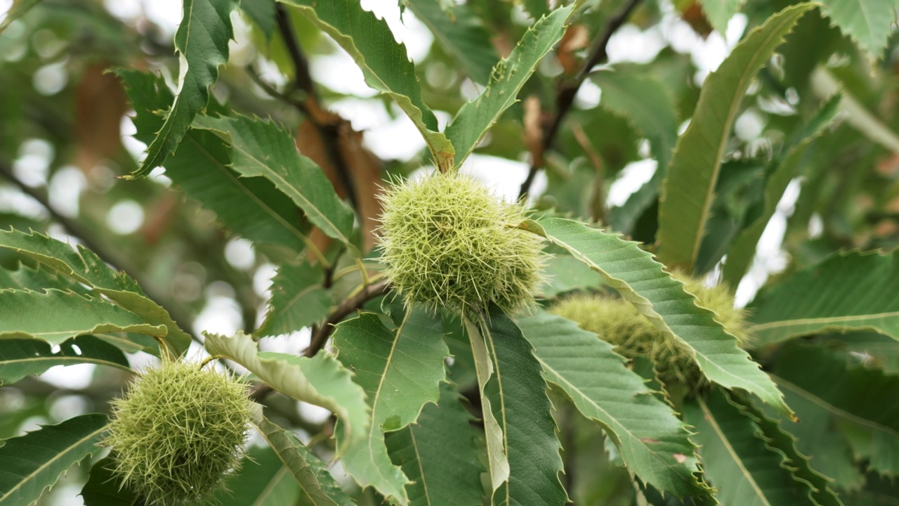 甜美的栗子树，枝条上有成熟的可食用的绿色果实视频素材