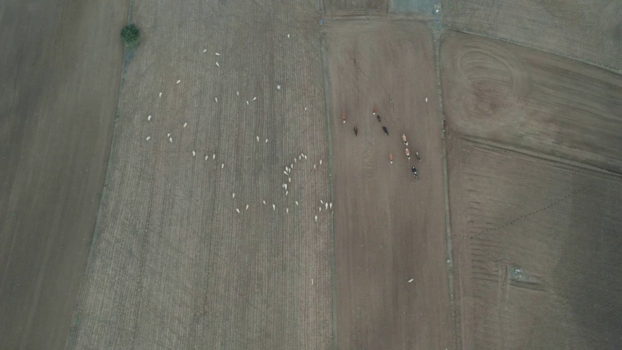 无人机拍摄的田野上羊群和牛在前进视频素材