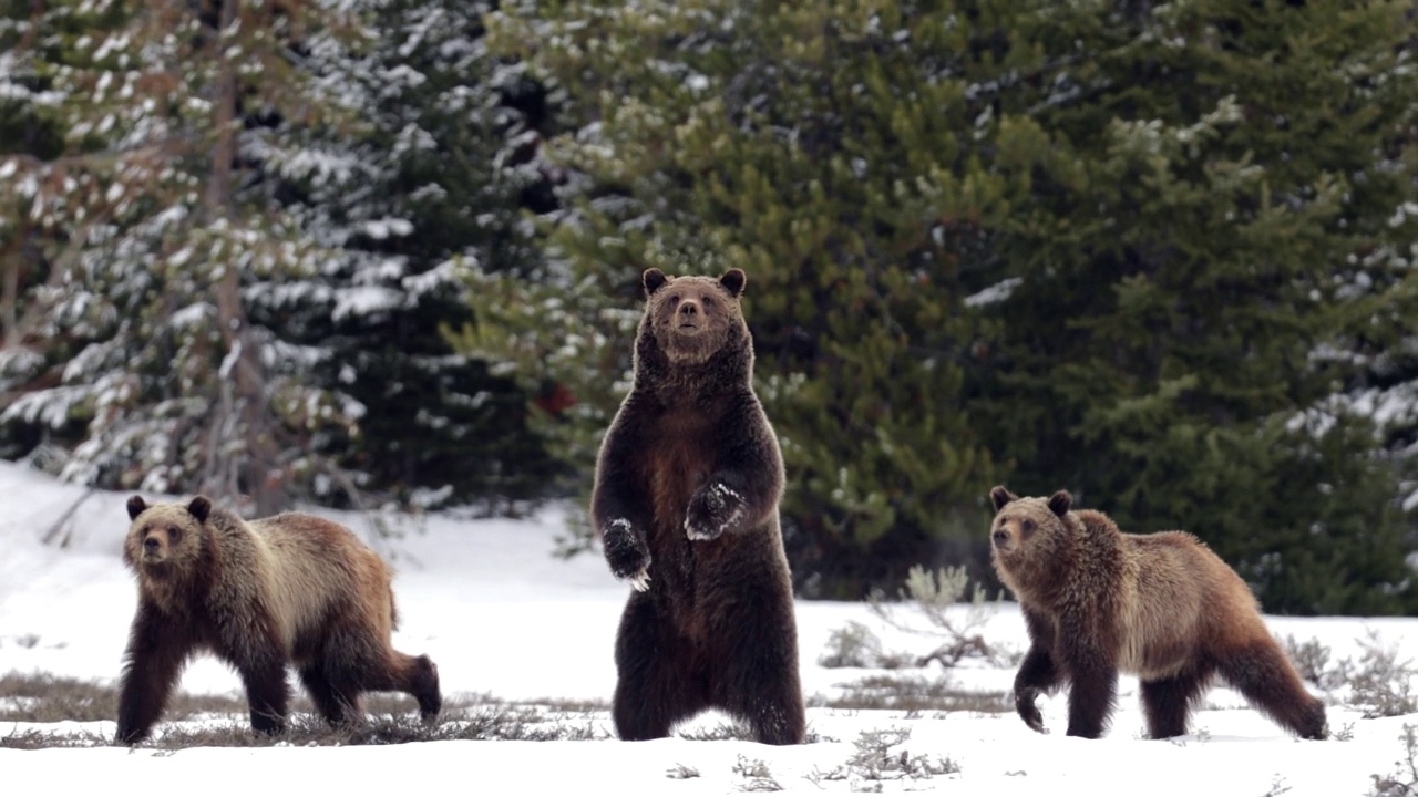 MS 4K拍摄的著名的灰熊#399和她的幼崽(Ursus arctos)在雪地上行走和站着。视频素材