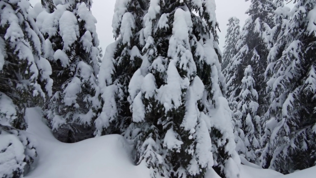 阴天被雪覆盖的森林视频素材