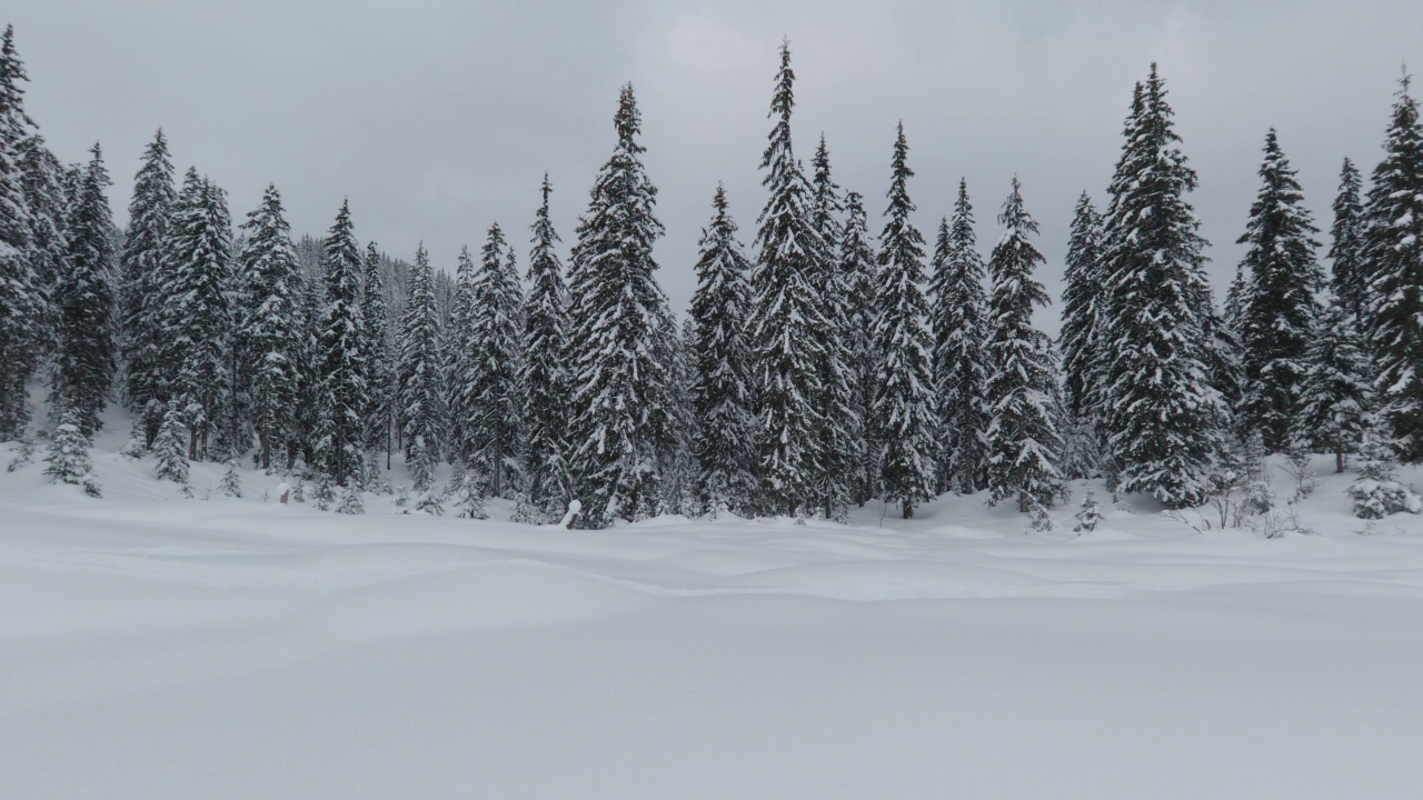 冬天的风景。在一个多云的下雪的冬天，被雪覆盖的云杉视频素材