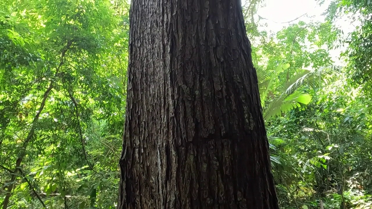 森林里的大树视频下载