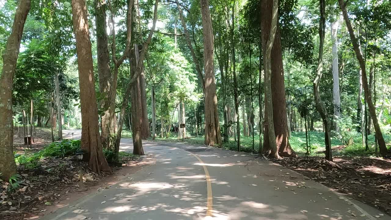 森林里的路视频下载
