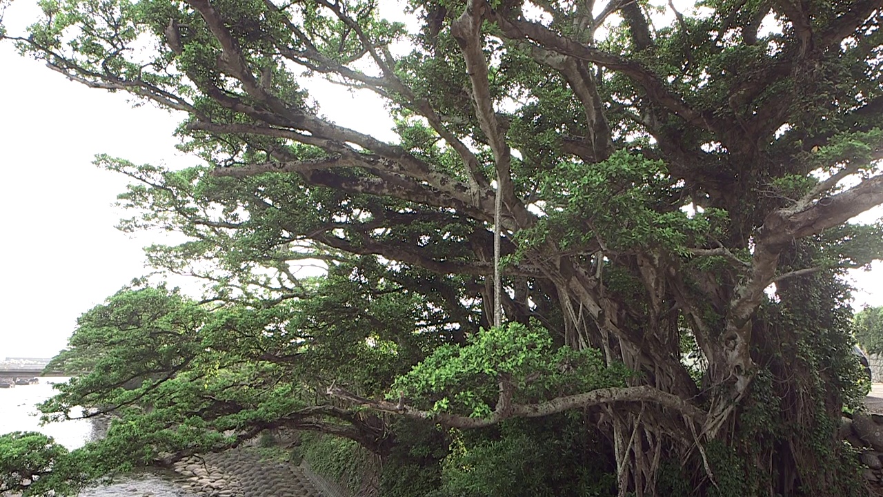 日本鹿儿岛屋久岛的榕树(Gajumaru)视频素材
