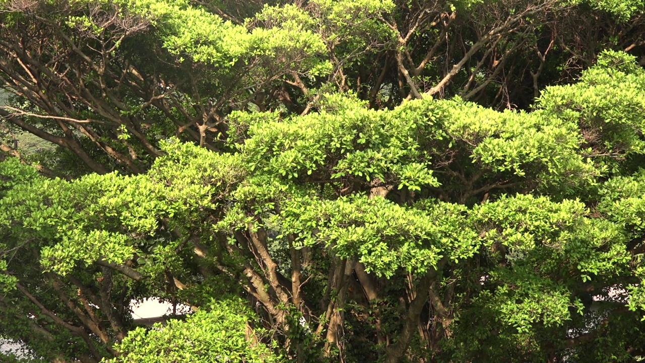 树在屋久岛/鹿儿岛，日本视频素材