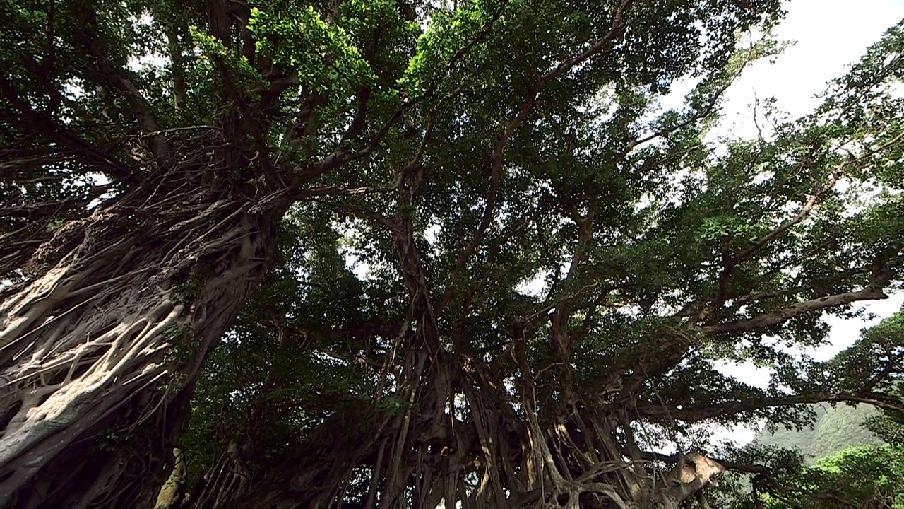 日本鹿儿岛屋久岛的榕树(Gajumaru)视频下载