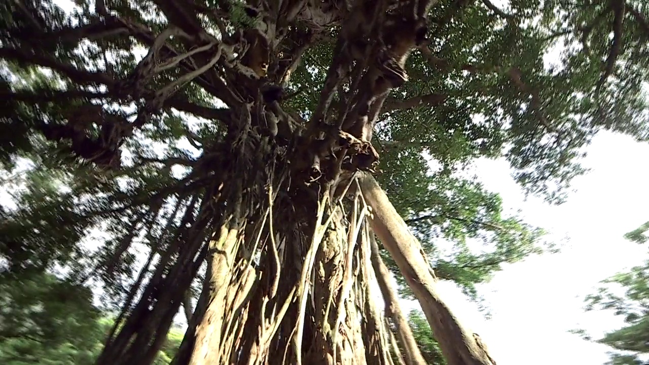 日本鹿儿岛屋久岛的榕树(Gajumaru)视频素材