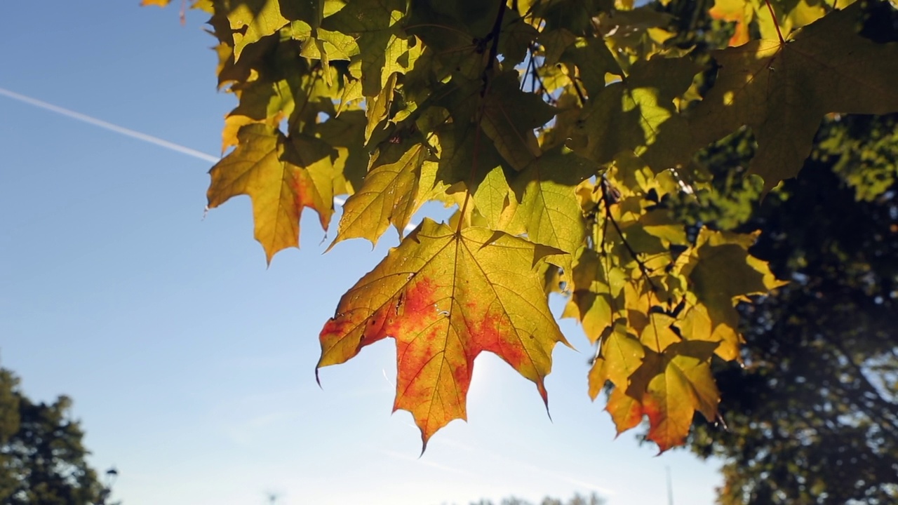 阳光透过树上的秋叶特写。视频素材