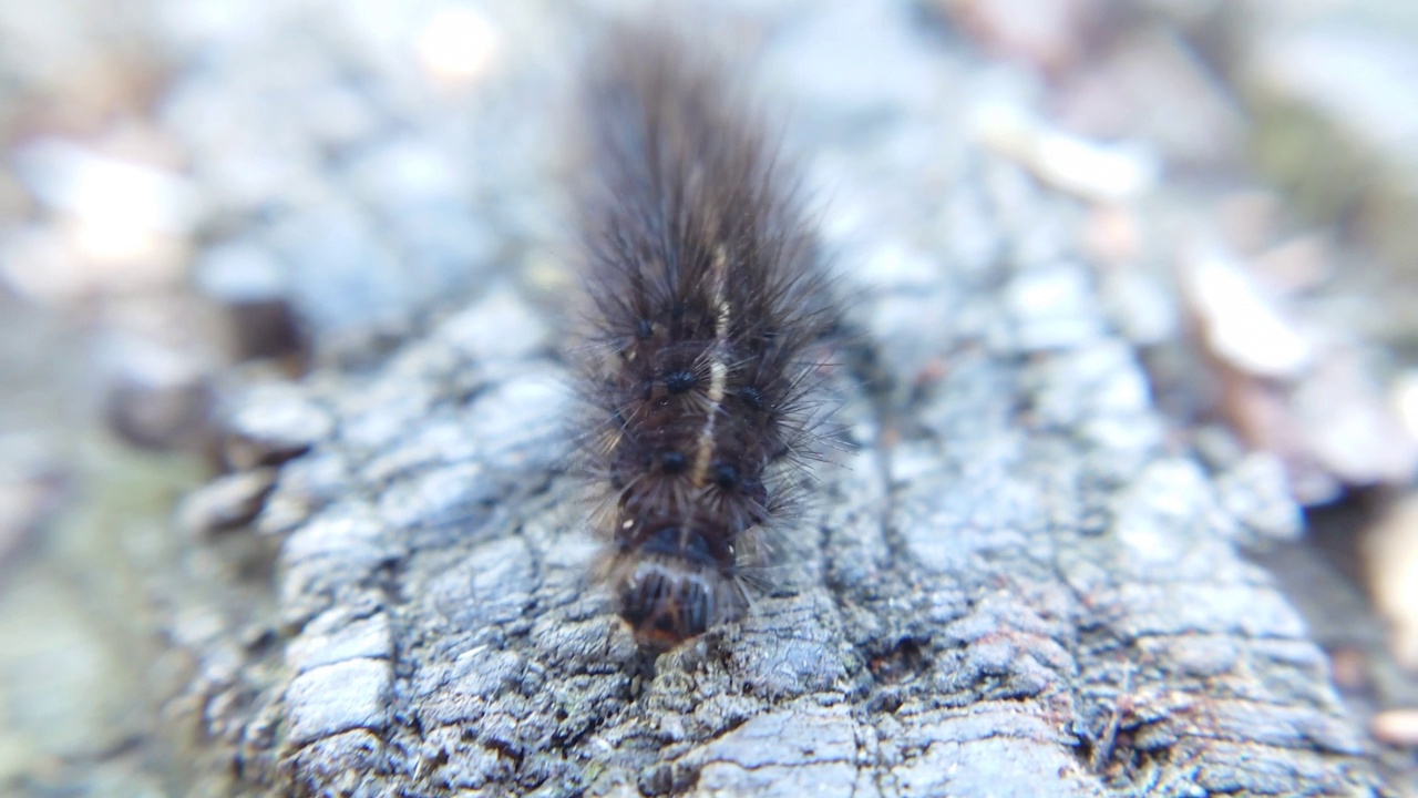 有毛的棕色毛虫在树桩上爬行视频素材