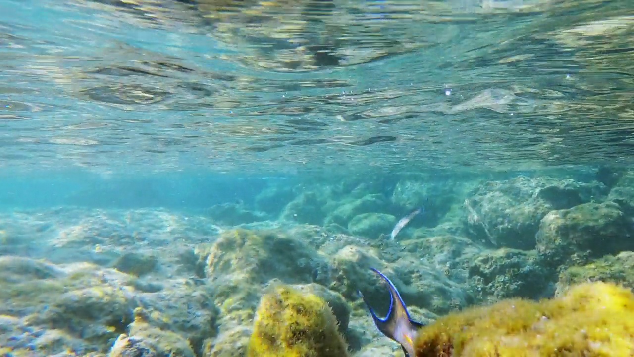美丽明亮的刺尾鱼在水下游动的特写视频素材