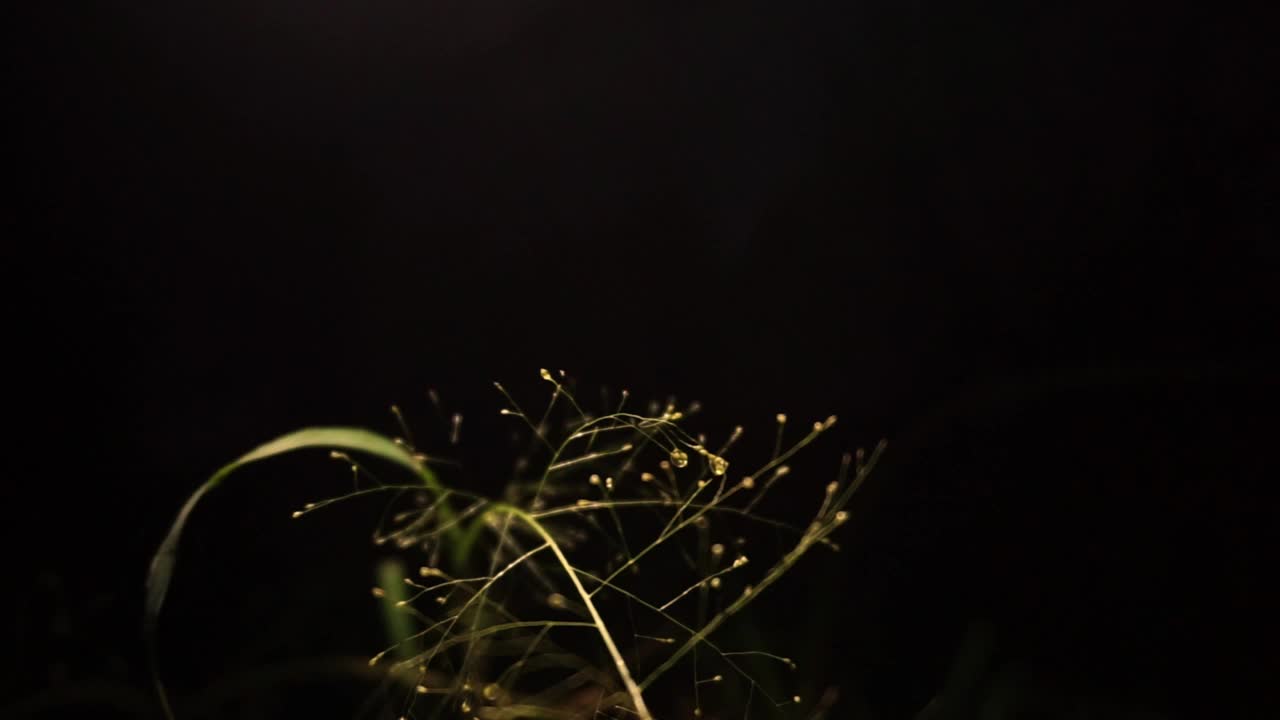 夜间新鲜植物的库存照片视频素材