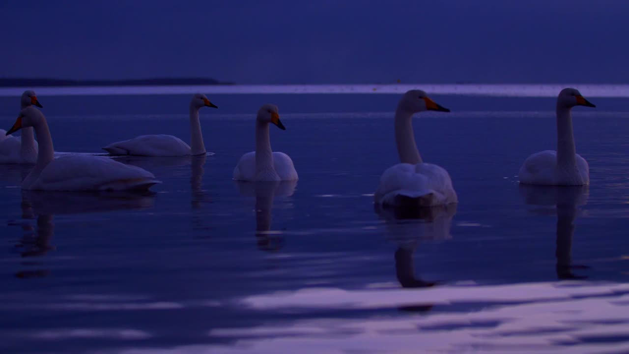 日出时在日本Kussharo湖游泳的天鹅视频素材
