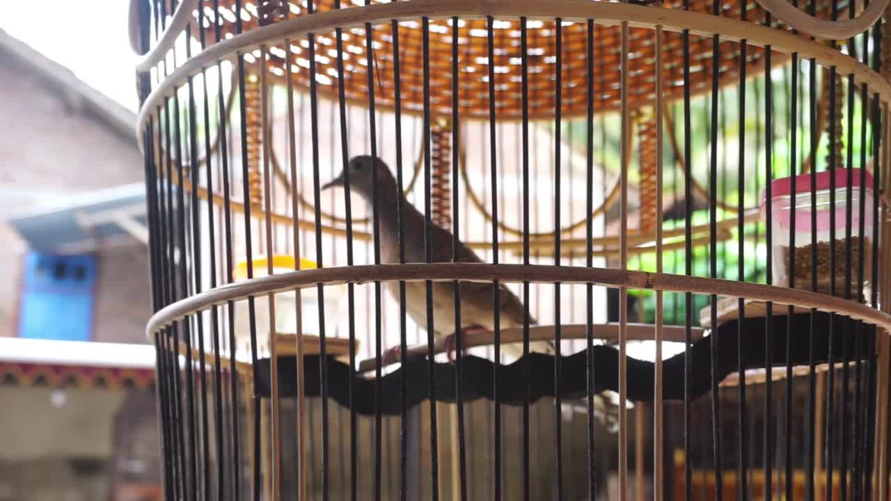 储存笼子里的鸟的镜头视频下载