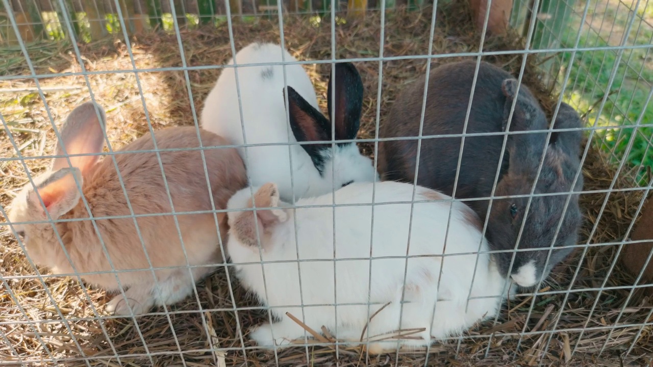 笼子里关着四只兔子。视频下载