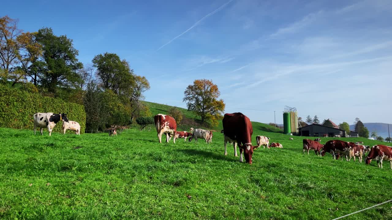 牧场上的奶牛。绿色田野上的奶牛。奶牛在青山上吃草，啃草。奶牛场。一群快乐的奶牛。牧场上五颜六色的奶牛视频素材