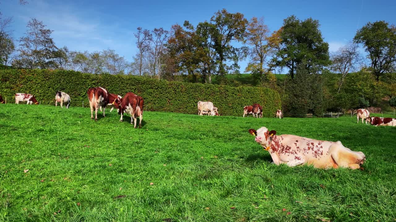 牧场上的奶牛。牛在青山上吃草，嚼草。阳光明媚的日子，一群奶牛躺在青山上。奶牛场视频素材