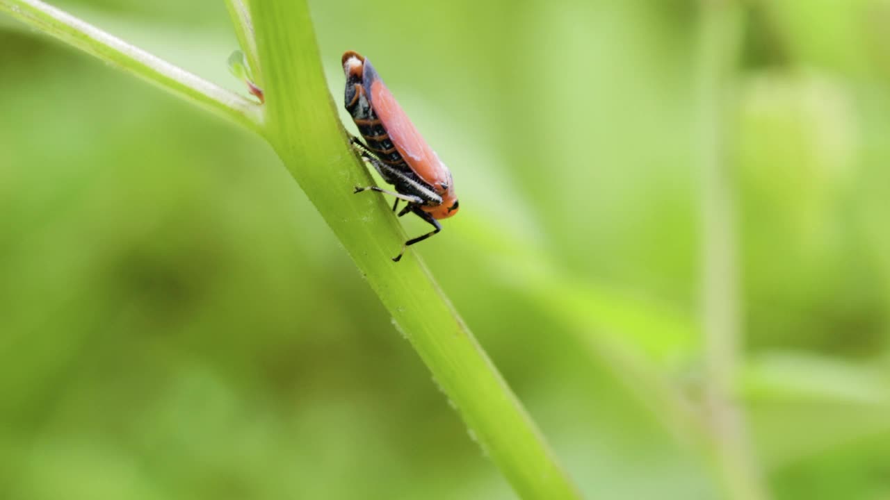 一只棕色翅膀的Bothrogonia昆虫栖息在杂草的茎杆上视频素材