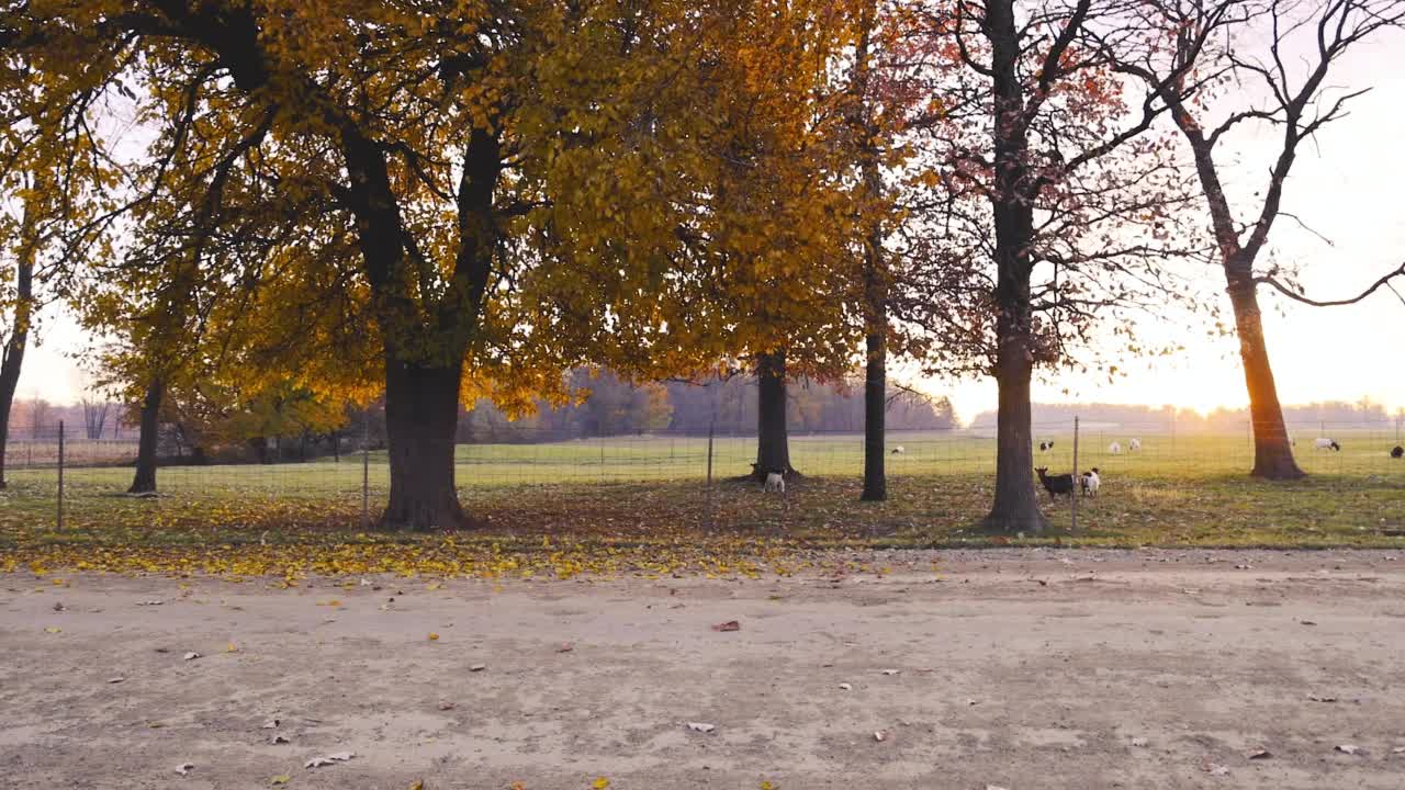 秋天，阿米什四轮马车经过一棵树视频素材