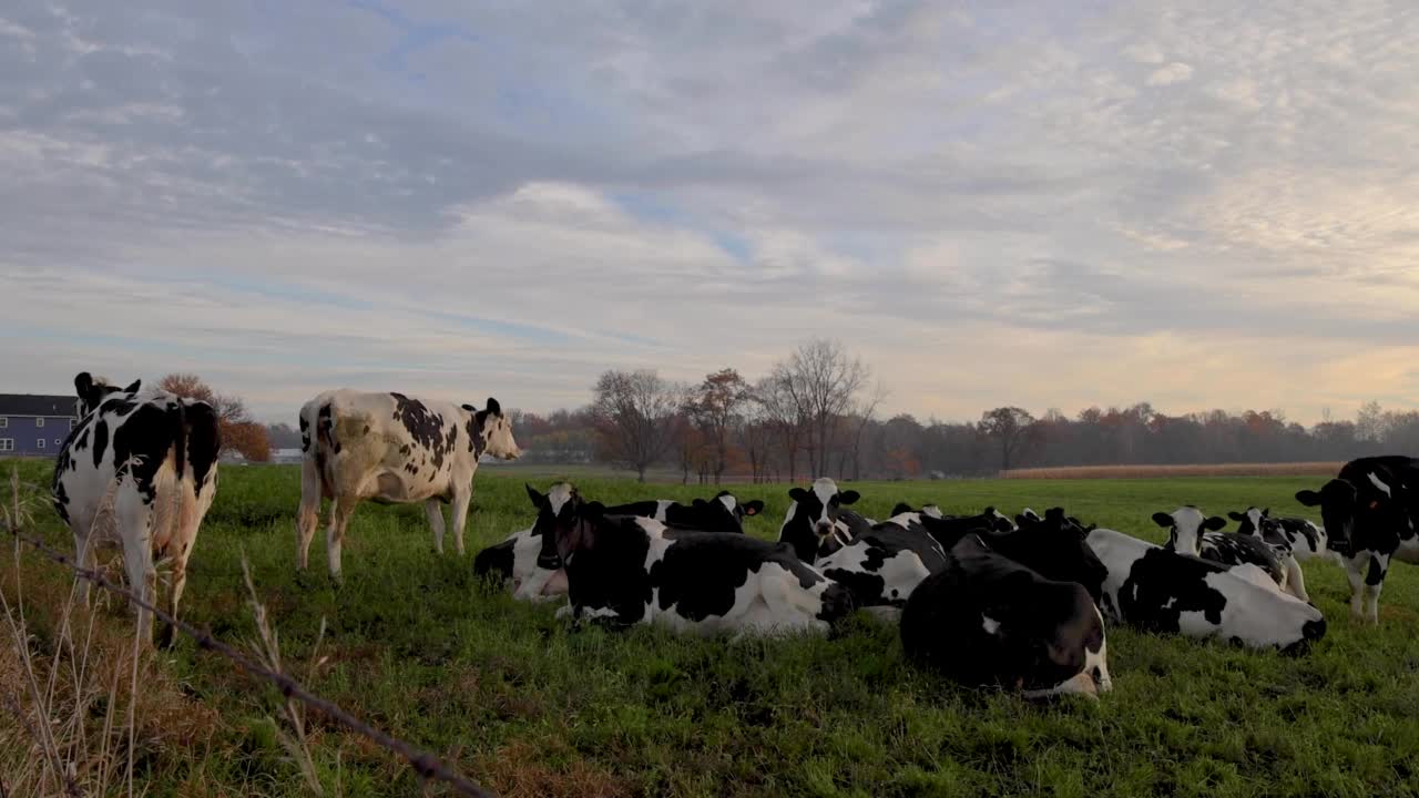 在农田里休息的奶牛视频下载