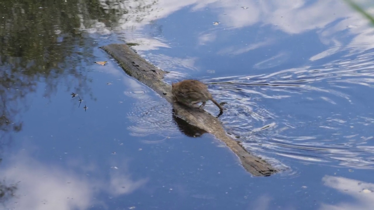棕色老鼠游向湖中的一块木头，追踪镜头视频素材