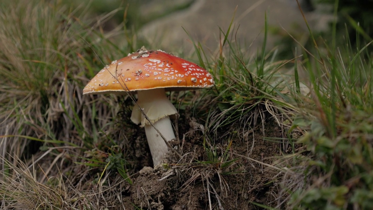草里的红色毒伞菌视频素材