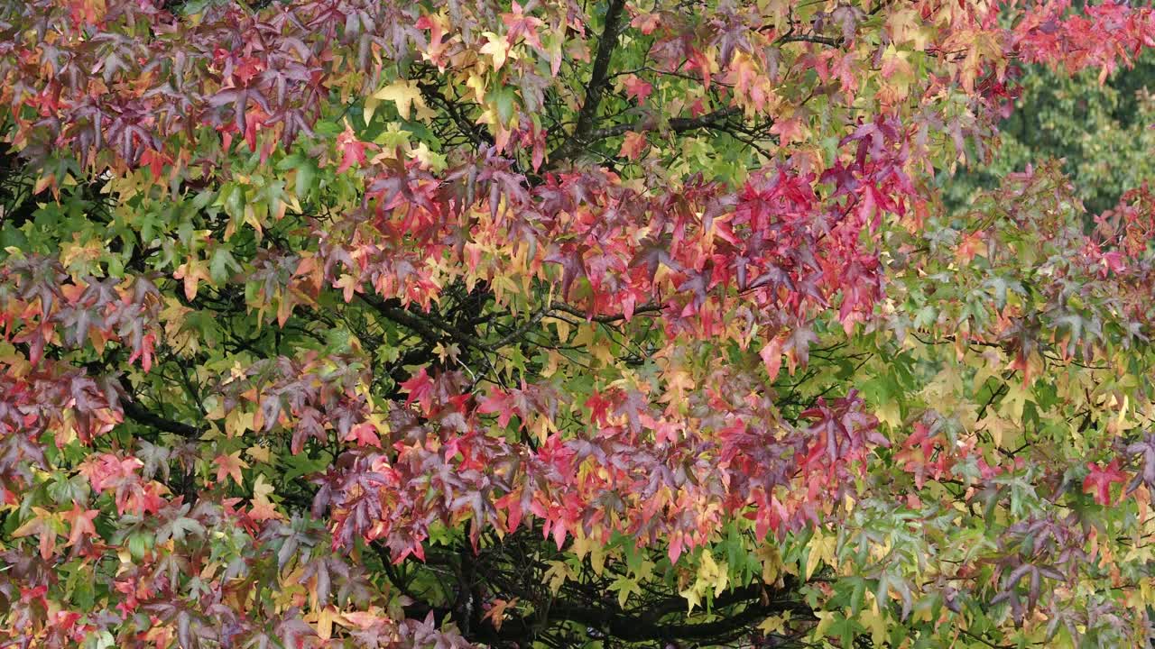 秋天的枫叶，安布尔塞德，湖区，英国。视频下载