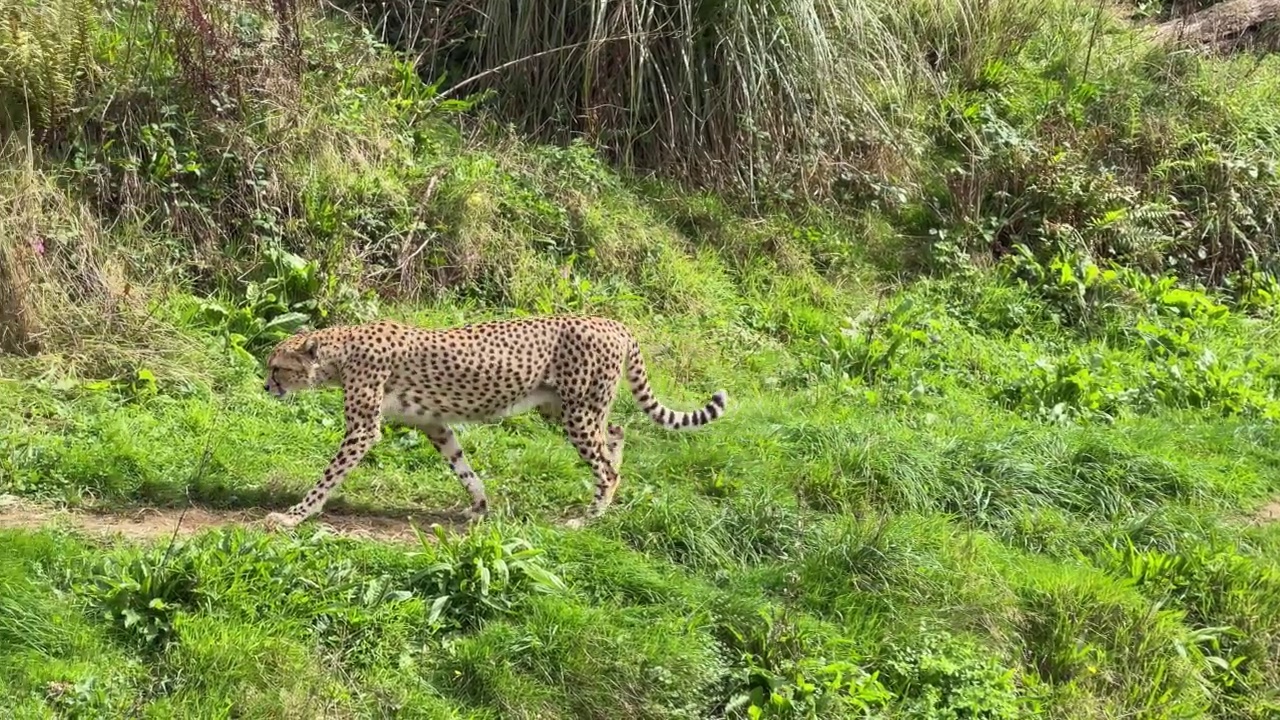 美洲豹和猎豹一起散步视频下载