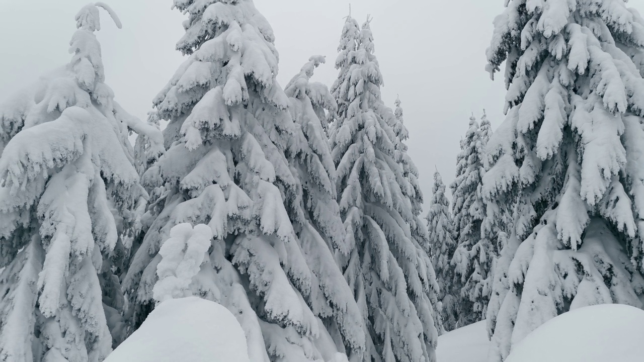 白雪覆盖的冬季森林中被白雪覆盖的云杉。视频素材